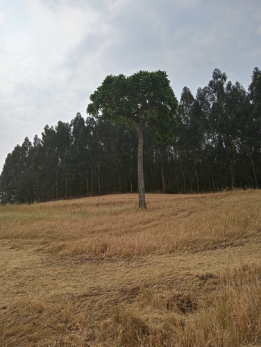 Brazilian Cedarwood