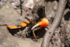 Compressed Fiddler Crab - Photo (c) mythier, all rights reserved, uploaded by mythier