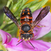 Megachilidae - Photo (c) sixlegs, כל הזכויות שמורות, הועלה על ידי sixlegs
