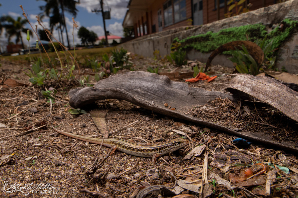 Atherton Ctenotus from Mareeba QLD 4880, Australia on October 2, 2020 ...