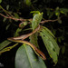 Dendrelaphis calligaster - Photo (c) Halvard Aas Midtun, todos los derechos reservados, subido por Halvard Aas Midtun