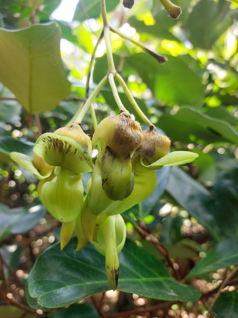 burny-bean-from-mooloolaba-qld-4557-australia-on-october-1-2020-at-09