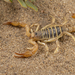 Monterey Dunes Scorpion - Photo (c) ivanparr, all rights reserved, uploaded by ivanparr