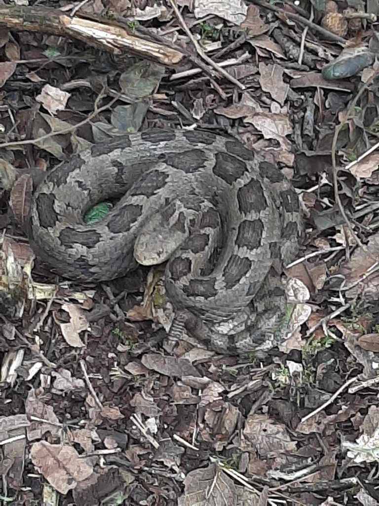 Mexican Pygmy Rattlesnake from Tlalpan, CDMX, México on September 30 ...