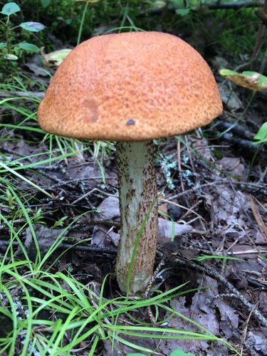 Leccinum piceinum
