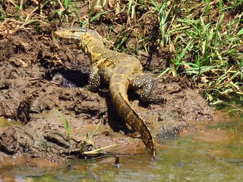 Nile Monitor