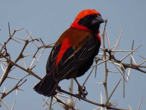 Black-winged Bishop