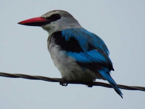Woodland Kingfisher