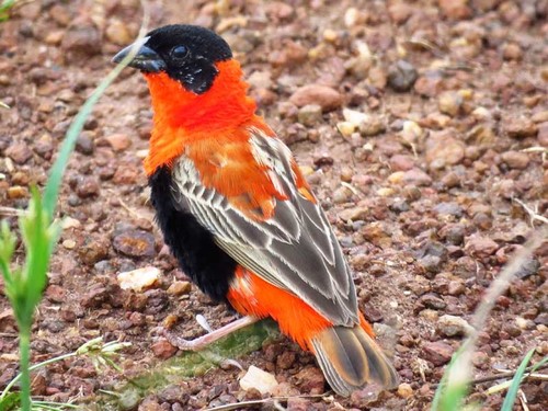 Northern Red Bishop