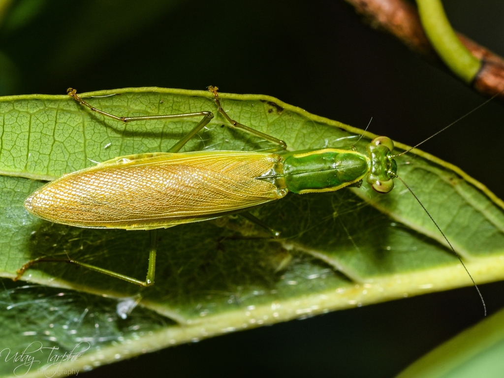 Asian Ant Mantis from Krishna Nagar, Parel, Mumbai, Maharashtra, India ...