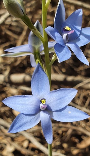 Blue Lady Orchid