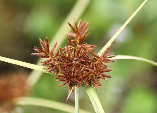 Cyperus planifolius Rich.