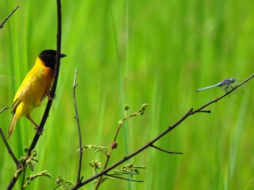 Black-headed Weaver