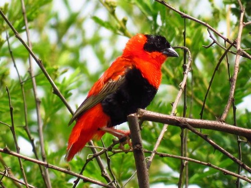 Northern Red Bishop
