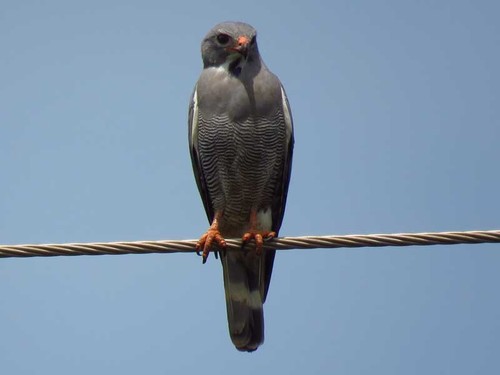 Lizard Buzzard