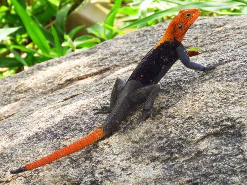Finch’s agama