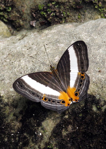 Cyrestis acilia Godart, 1819