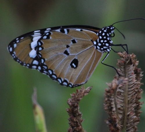 Plain Tiger Butterfly
