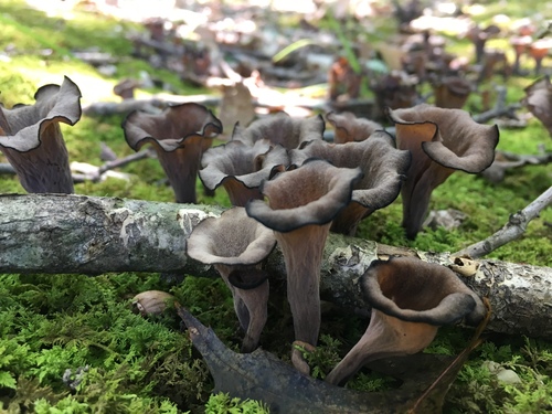 Eastern Black Trumpet