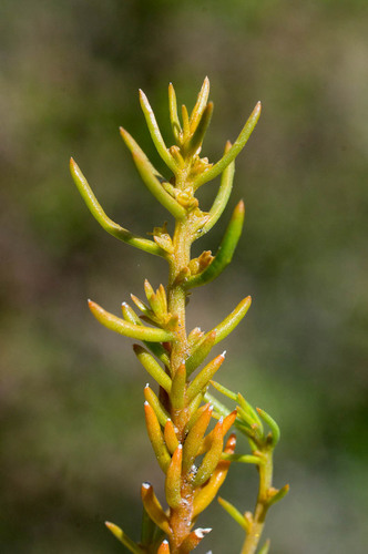 Annual Rootthug (Thesium minus)