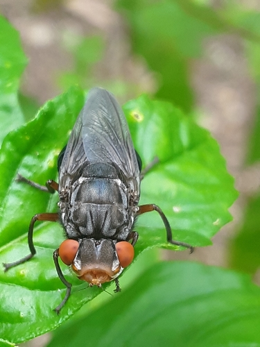 Nose Bot Flies Oestrinae - Black Flies - Insectomania