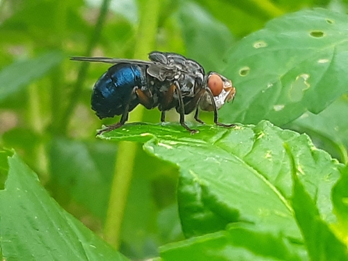 Nose Bot Flies Oestrinae - Black Flies - Insectomania