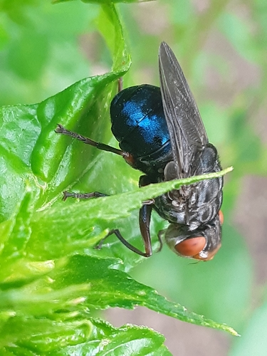 Nose Bot Flies Oestrinae - Black Flies - Insectomania