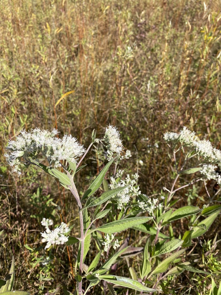 tall-boneset-from-east-side-madison-wi-us-on-october-05-2020-at-08