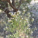 Steviopsis thyrsiflora solidaginifolia - Photo (c) Aaron Balam, όλα τα δικαιώματα διατηρούνται, uploaded by Aaron Balam