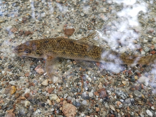 Common Gudgeon