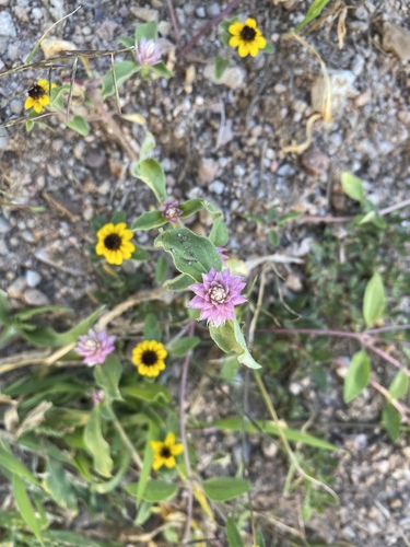 Gomphrena Weed