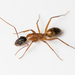 Samos Carpenter Ant - Photo (c) Konstantinos Kalaentzis, all rights reserved, uploaded by Konstantinos Kalaentzis