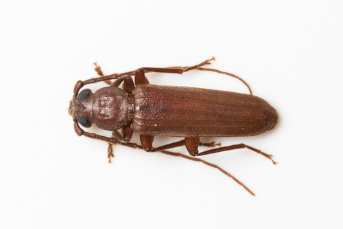 Arhopalus syriacus
