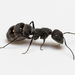 Kiesenwetter's Carpenter Ant - Photo (c) Konstantinos Kalaentzis, all rights reserved, uploaded by Konstantinos Kalaentzis