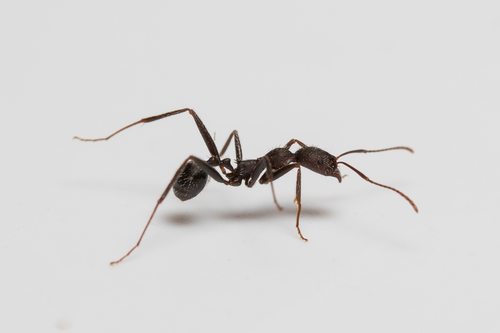 Aphaenogaster sporadisAphaenogaster sporadis