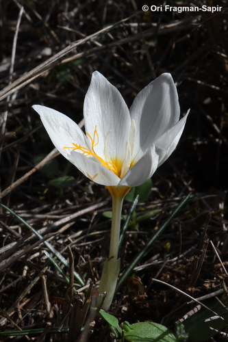 Crocus boryi J.Gay
