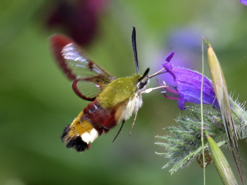 Broad-bordered Bee Hawkmoth