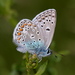 Gossamer-winged Butterflies - Photo (c) Raniero Panfili, all rights reserved, uploaded by Raniero Panfili