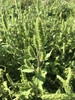 Sumpweed - Photo (c) Sawyer Baran, all rights reserved, uploaded by Sawyer Baran