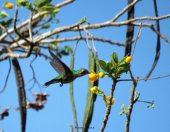 Canivet'S Emerald