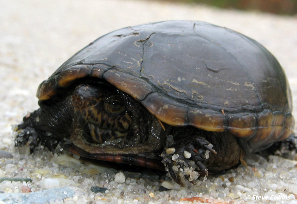 Southeastern Mud Turtle in April 2006 by Steve Collins · iNaturalist