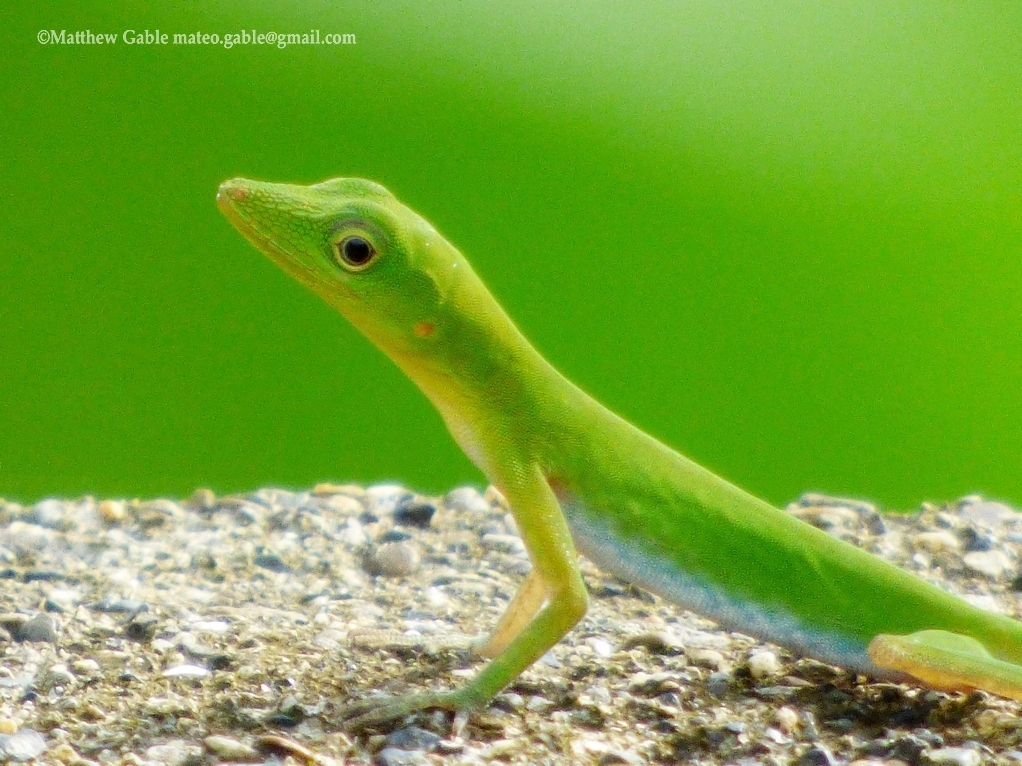 Boulenger's Green Anole from Ladrilleros, Valle del Cauca, Colombia on ...