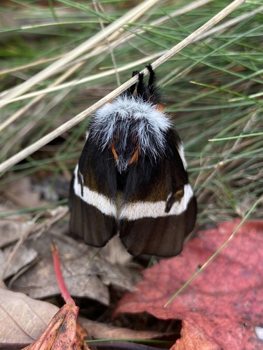 Eastern Buck Moth