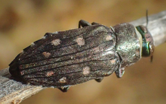 Chrysobothris octocola image