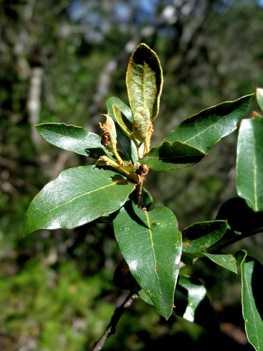 Quercus opaca