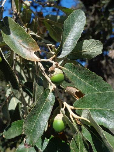 Quercus clivicola