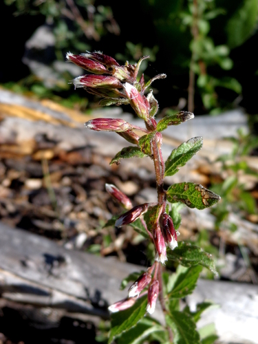 Brickellia conduplicata (B.L. Rob.) B.L. Rob.