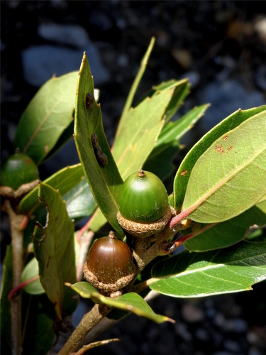Quercus galeanensis