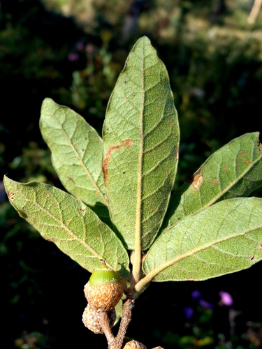 mexican oak