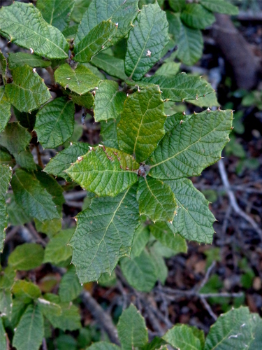 Quercus hypoxantha